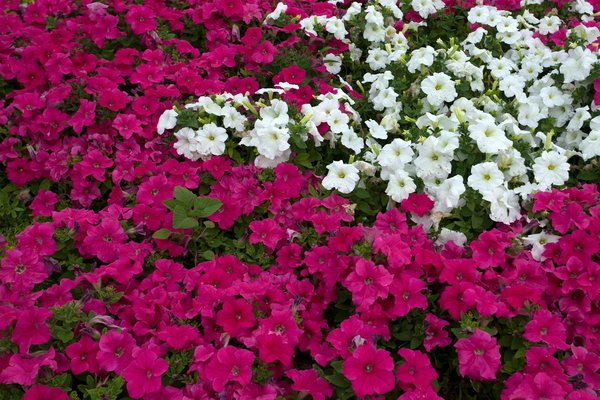 What Novel Strategies Can Simplify Your UK Home Relocation?